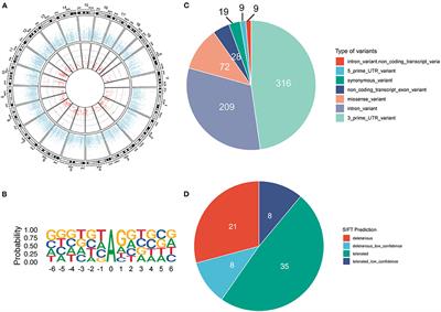 Repeated Winning and Losing Experiences in Chronic Social Conflicts Are Linked to RNA Editing Pattern Difference